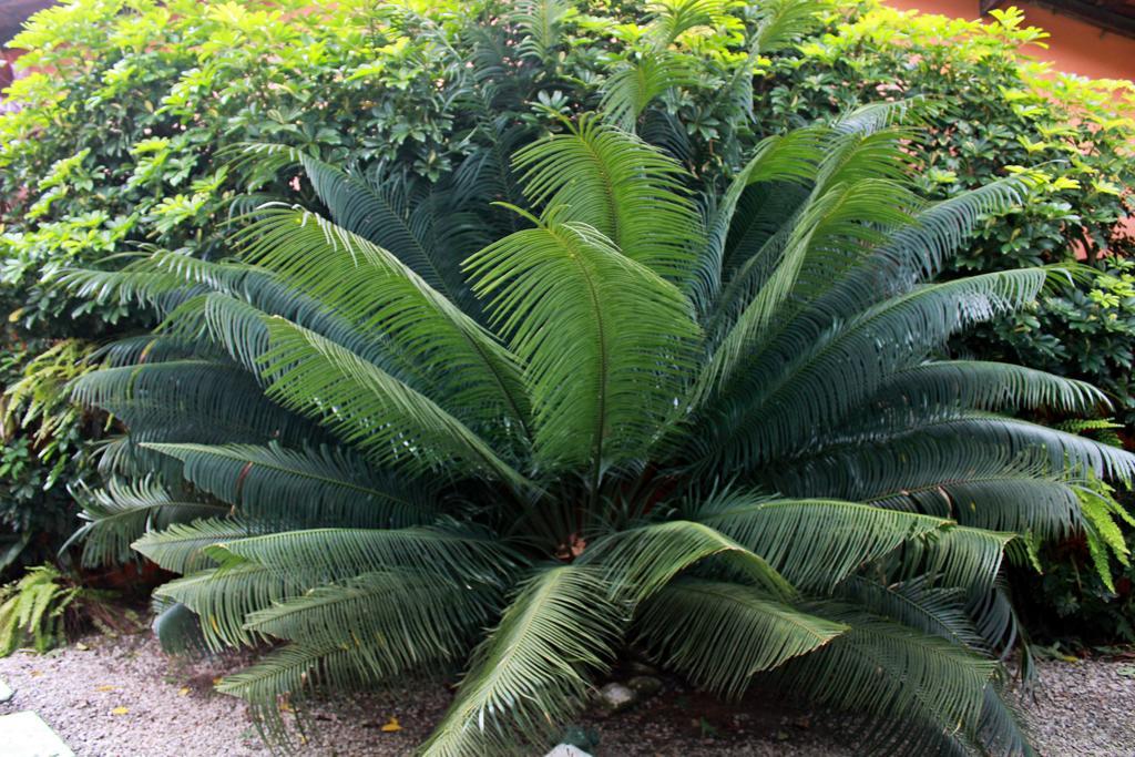 Pousada Do Pinheiro Camburi  Exteriör bild