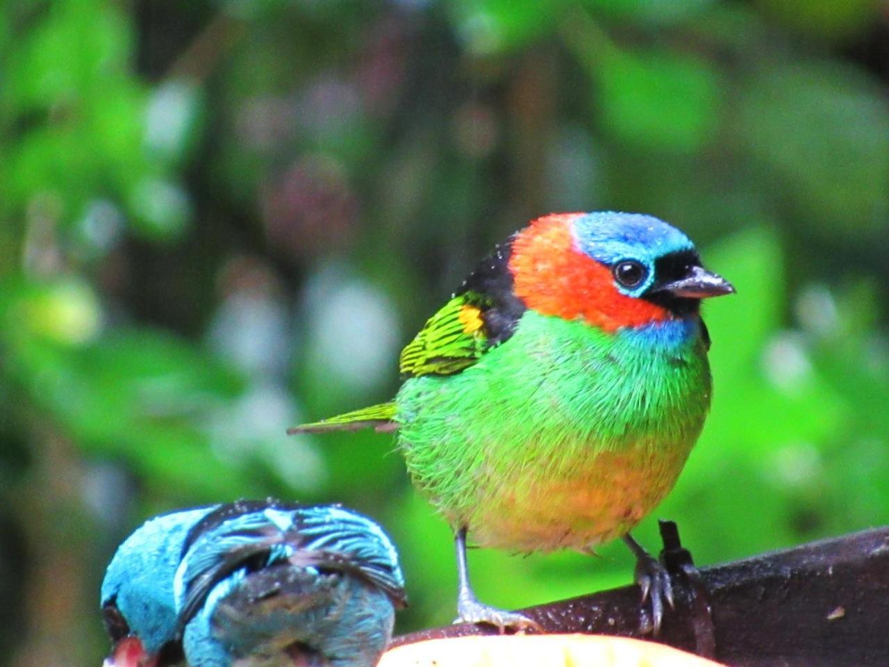 Pousada Do Pinheiro Camburi  Exteriör bild